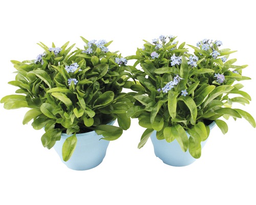 Vergissmeinnicht FloraSelf Myosotis sylvatica 'Mon Amie' Ø 14 cm Topf