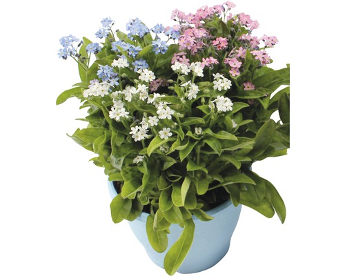 Vergissmeinnicht FloraSelf Myosotis sylvatica 'Mon Amie' Ø 14 cm Topf