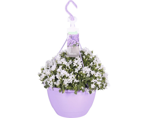 Glockenblume Ampel FloraSelf Campanula portenschlagiana 'Ambella white' Ø 25 cm Topf