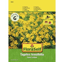 Kleinblütige Studentenblume 'Luna Lemon' FloraSelf samenfestes Saatgut Blumensamen