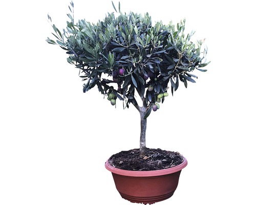 Olivenbaum FloraSelf Olea europaea H 30-40 cm Ø 35 cm Schale