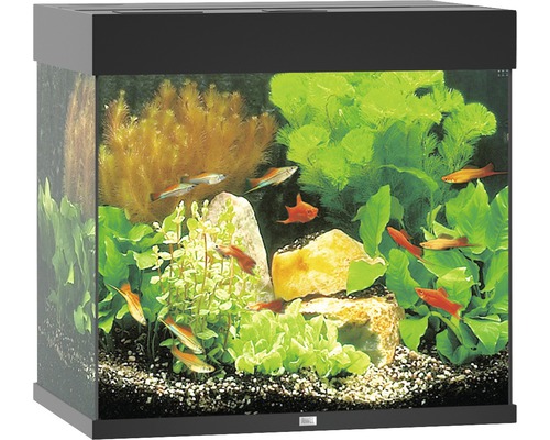 Aquarium mit Fischen, Pflanzen und Steinen