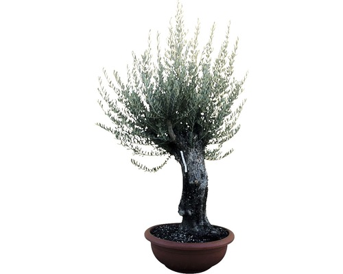 Olivenbaum Bonsai Olea europaea H 130-150 cm Ø 90 cm Schale