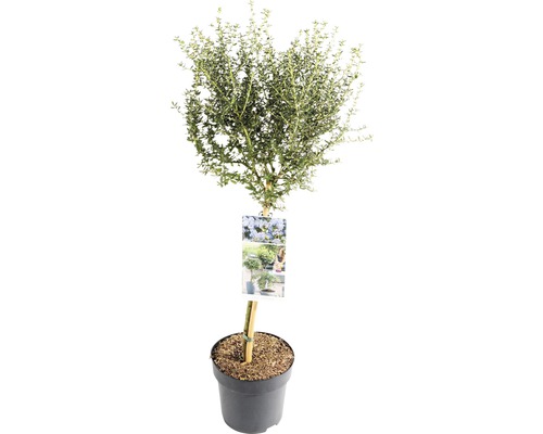 Säckelblume Stämmchen FloraSelf Ceanothus thyrsiflorus 'Puget Blue' Stammhöhe 50 cm Co 3 L