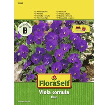 FloraSelf Hornveilchen blau