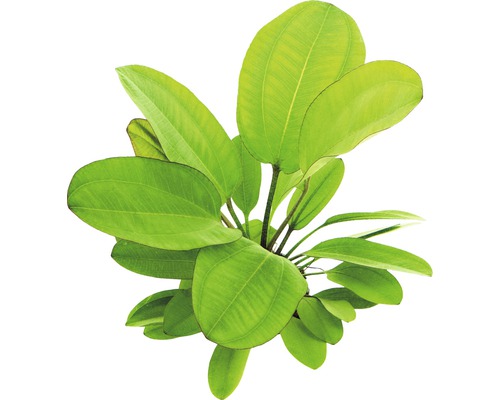 Aquariumpflanze mit breiten Blättern