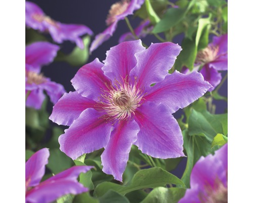 Großblumige Waldrebe FloraSelf Clematis Hybride 'Dr. Ruppel' H 50-70 cm Co 2,3 L Nahaufnahme einer Clematisblüte