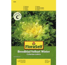 FloraSelf Saatgut Winterendivie Breedblad Volhart Winter