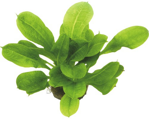 Aquarium Pflanze mit grünen Blättern