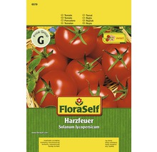 Tomate 'Harzfeuer' FloraSelf F1 Hybride Gemüsesamen-thumb-0