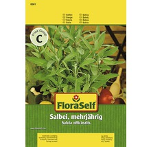 FloraSelf Salbei mehrjährig Samenpackung