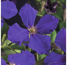 Großblumige Waldrebe FloraSelf Clematis Hybride 'Jackmanii' H 50-70 cm Co 2,3 L-thumb-0