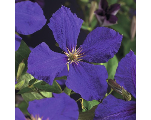 Großblumige Waldrebe FloraSelf Clematis Hybride 'Jackmanii' H 50-70 cm Co 2,3 L Nahaufnahme einer lila Clematisblüte