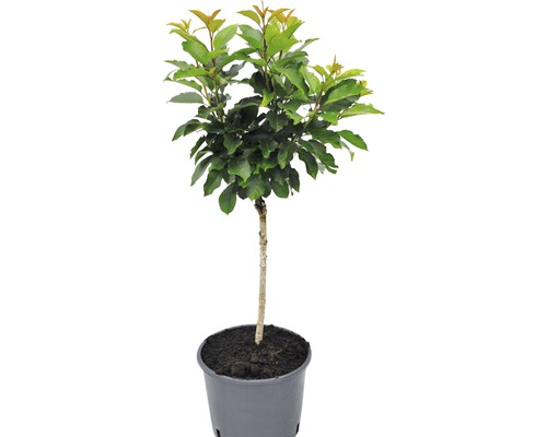 Kugelbaum im Topf