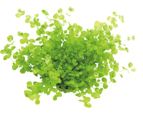 Golliwoog Grünpflanze im Topf