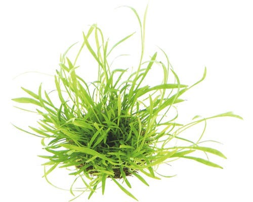 Aquariumpflanze mit langen, grünen Blättern