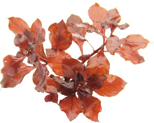 Rote Ludwigia Wasserpflanze für Aquarien
