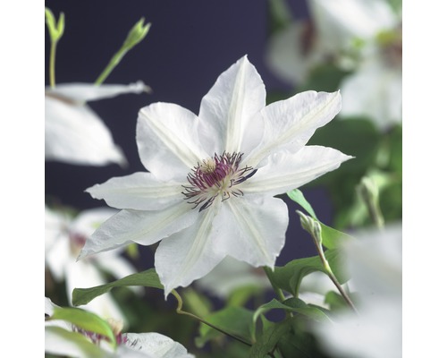 Großblumige Waldrebe FloraSelf Clematis Hybride 'Miss Bateman' H 50-70 cm Co 2,3 L Nahaufnahme einer Clematisblüte mit weißen Blütenblättern