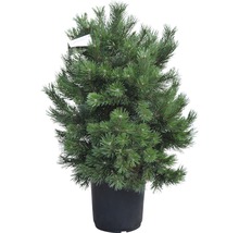 Strauch-Kiefer Pinus mugo 'Gnom' H 80-100 cm Co 35 L