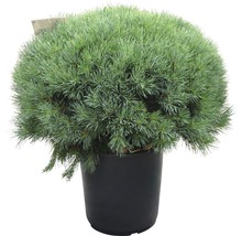 Strauch-Wald-Kiefer Pinus sylvestris 'Watereri' H 80-100 cm Co 35 L
