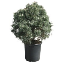 Zwerg-Kegel-Kiefer Pinus mugo 'Columnaris' H 80-100 cm Co 35 L