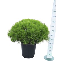 Strauchkiefer, Zwerg-Rotkiefer Pinus densiflora 'Alice Verkade' H 80-100 cm B ca. 80 cm Co 35 L