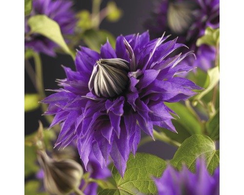 Großblumige Waldrebe FloraSelf Clematis Hybride 'Multi Blue' H 50-70 cm Co 2,3 L Nahaufnahme einer Clematisblüte mit violetten Blütenblättern