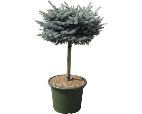 Kleine Blaufichte Picea pungens 'Glauca Globosa' H 40 cm Co 35 L
