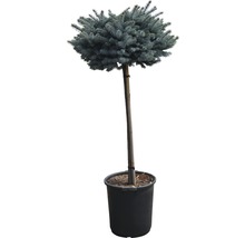 Kleine Blaufichte Picea pungens 'Glauca Globosa' H 80 cm Co 35 L