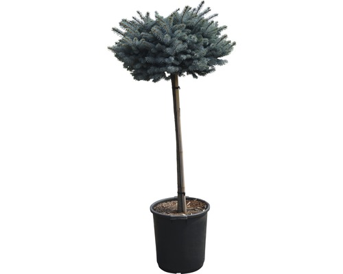 Kleine Blaufichte Picea pungens 'Glauca Globosa' H 80 cm Co 35 L