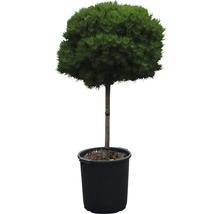 Schwarzkiefer Pinus nigra 'Bambino' H 40 cm Co 35 L