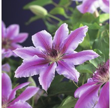 Großblumige Waldrebe FloraSelf Clematis Hybride' Nelly Moser' H 50-70 cm Co 2,3 L-thumb-2