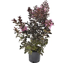 ToskanaFlieder, Indischer Flieder Lagerstroemia indica HORNBACH