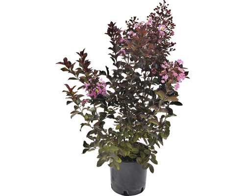 Toskana-Flieder, Indischer Flieder Lagerstroemia indica 'Rhapsody' 40-60 cm Co 5 L Kreppmyrte Pflanze im Topf mit Blüte