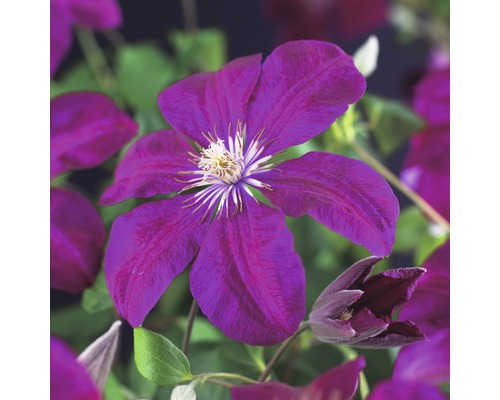 Großblumige Waldrebe FloraSelf Clematis Hybride 'Rouge Cardinal' H 50-70 cm Co 2,3 L Nahaufnahme einer purpurfarbenen Waldrebe