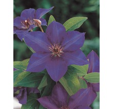 Großblumige Waldrebe FloraSelf Clematis Hybride 'The President' H 50-70 cm Co 2,3 L
