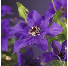 Großblumige Waldrebe FloraSelf Clematis Hybride 'The President' H 50-70 cm Co 2,3 L