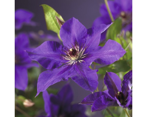 Großblumige Waldrebe FloraSelf Clematis Hybride 'The President' H 50-70 cm Co 2,3 L Nahaufnahme einer lilafarbenen Waldrebe mit Blättern