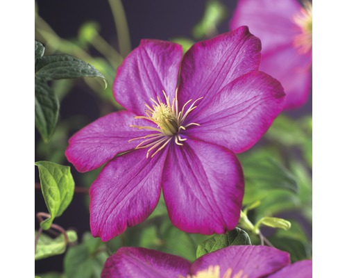 Großblumige Waldrebe FloraSelf Clematis Hybride 'Ville de Lyon' H 50-70 cm Co 2,3 L Nahaufnahme einer purpurfarbenen Clematisblüte mit gelben Staubgefäßen