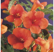 Nahaufnahme von Trompetenblumen mit grünen Blättern
