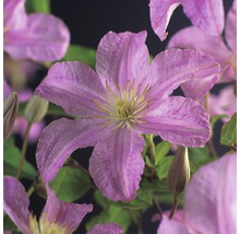 Waldrebe FloraSelf Clematis x Hybride 'Comtesse de Bouchaud' Co 2,3L