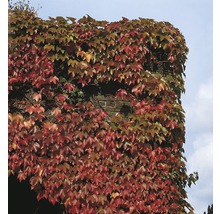 Wilder Wein FloraSelf Parthenocissus quinquefolia 'Engelmannii' H 50-70 cm Co 2,3 L-thumb-3