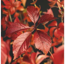 Wilder Wein FloraSelf Parthenocissus quinquefolia 'Engelmannii' H 50-70 cm Co 2,3 L-thumb-0