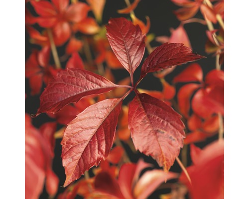 Wilder Wein FloraSelf Parthenocissus quinquefolia 'Engelmannii' H 50-70 cm Co 2,3 L Nahaufnahme von Roten Blättern der Jungfernrebe