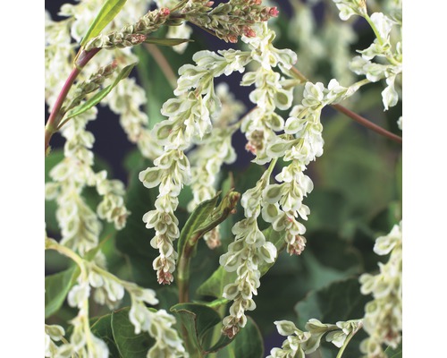 Blütenstand des Schlangen-Knöterichs