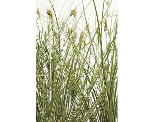 Buntblättrige Garten-Segge FloraSelf Carex brunnea 'Variegata' H 5-20 cm Co 3 L Hohes Ziergras mit grünen und weißen Blättern