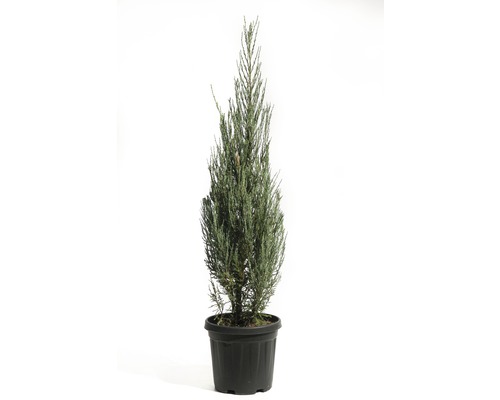 Säulenwacholder FloraSelf Juniperus scopulorum 'Blue Arrow' H 100-125 cm Co 10 L