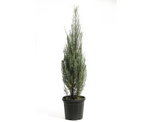 Säulenwacholder FloraSelf Juniperus scopulorum 'Blue Arrow' H 100-125 cm Co 10 L Im Topf gezogene Zypresse für den Außenbereich