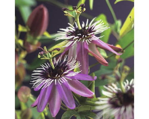 Passionsblume Passiflora 'Victoria' 50-70 cm Co 2,3 L-0