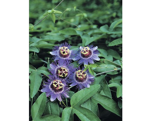 Passionsblume FloraSelf Passiflora caerulea 'Purple Haze' H 50-70 cm Ø 16 cm Topf Nahaufnahme von Passionsblumen mit Blättern